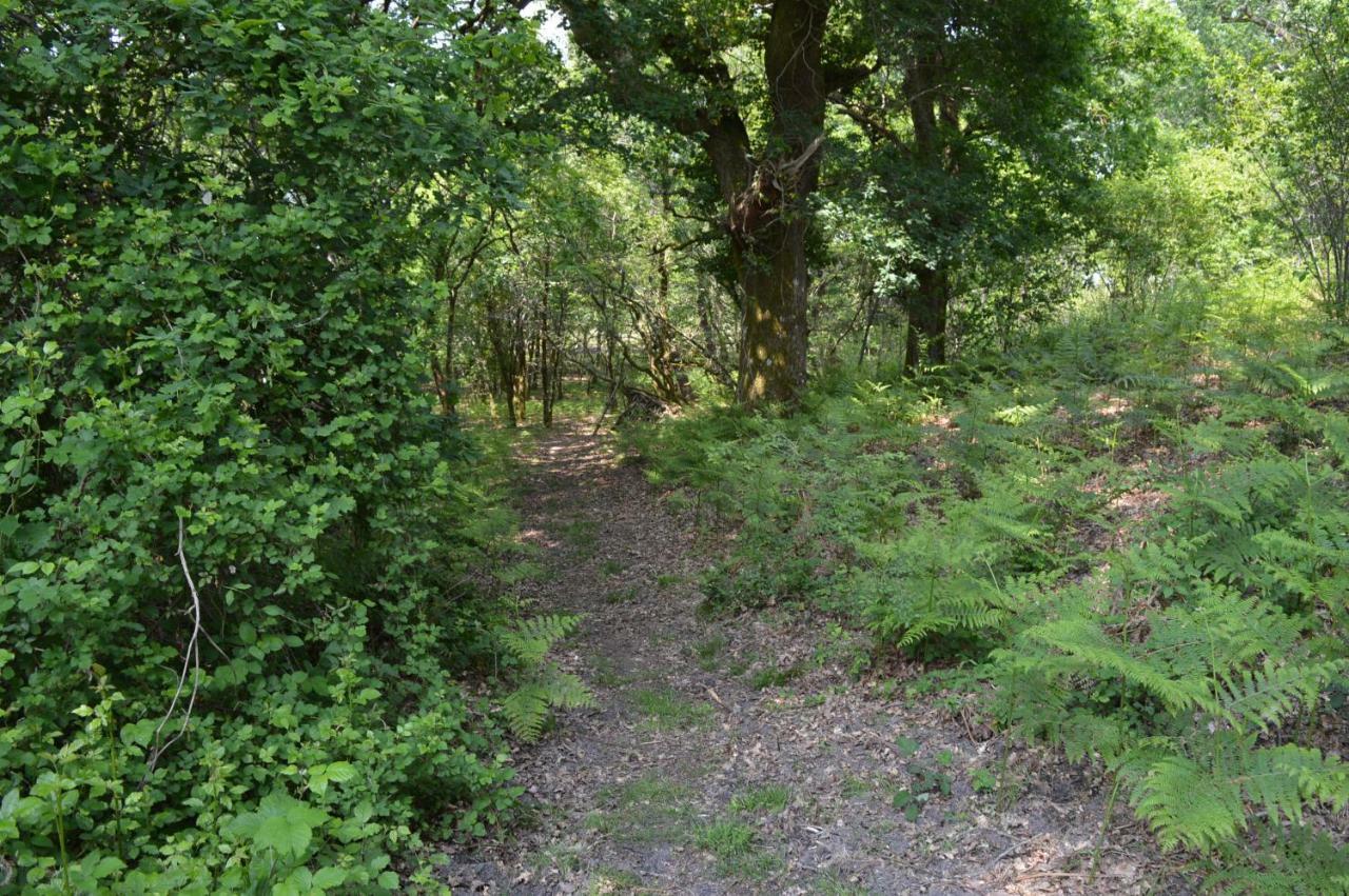 Cabane en forêt Onesse-et-Laharie Eksteriør billede